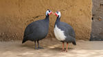 Guinea Fowl Rearing: A Low-Cost, Disease-Resistant, and Profitable Poultry Venture for Farmers