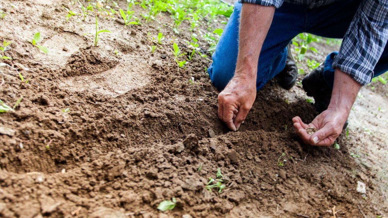 Recognizing the importance of agriculture in the rural economy, the Government of India has initiated several schemes to support farmers and enhance their livelihoods. (Representational Image Source: Pexels)