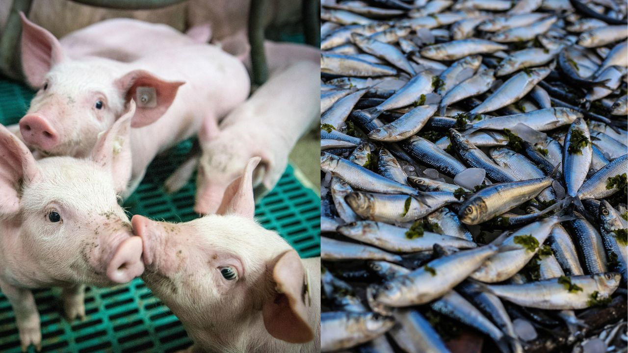 Pig-cum-fish integration is a system where pigs are raised close to fish ponds, and pig dung is used as organic manure for fish culture (Image Source: Canva).