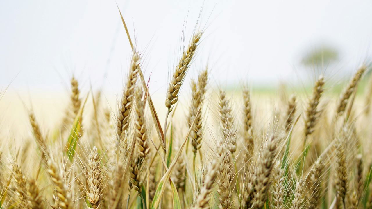 HS 542 is highly regarded for its excellent chapati-making and bread-baking qualities, making it ideal for both household consumption and commercial use. The variety produces well-textured flour, which enhances the quality of wheat-based products. (Image Credit: Pexels)
