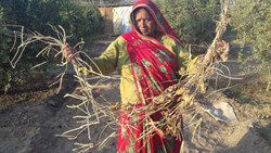 Wisdom in the Fields: A 72-Year-Old Rajasthan Woman’s Natural Solution to Protect Crops from Termites