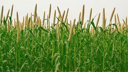 Pusa Composite 701: High-Yield, Disease-Resistant Pearl Millet for Profitable Grain and Fodder Farming