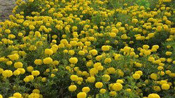 Pusa Bahar: High-Yielding Marigold Variety for Winter Blooming and Lucrative Farming in Northern India