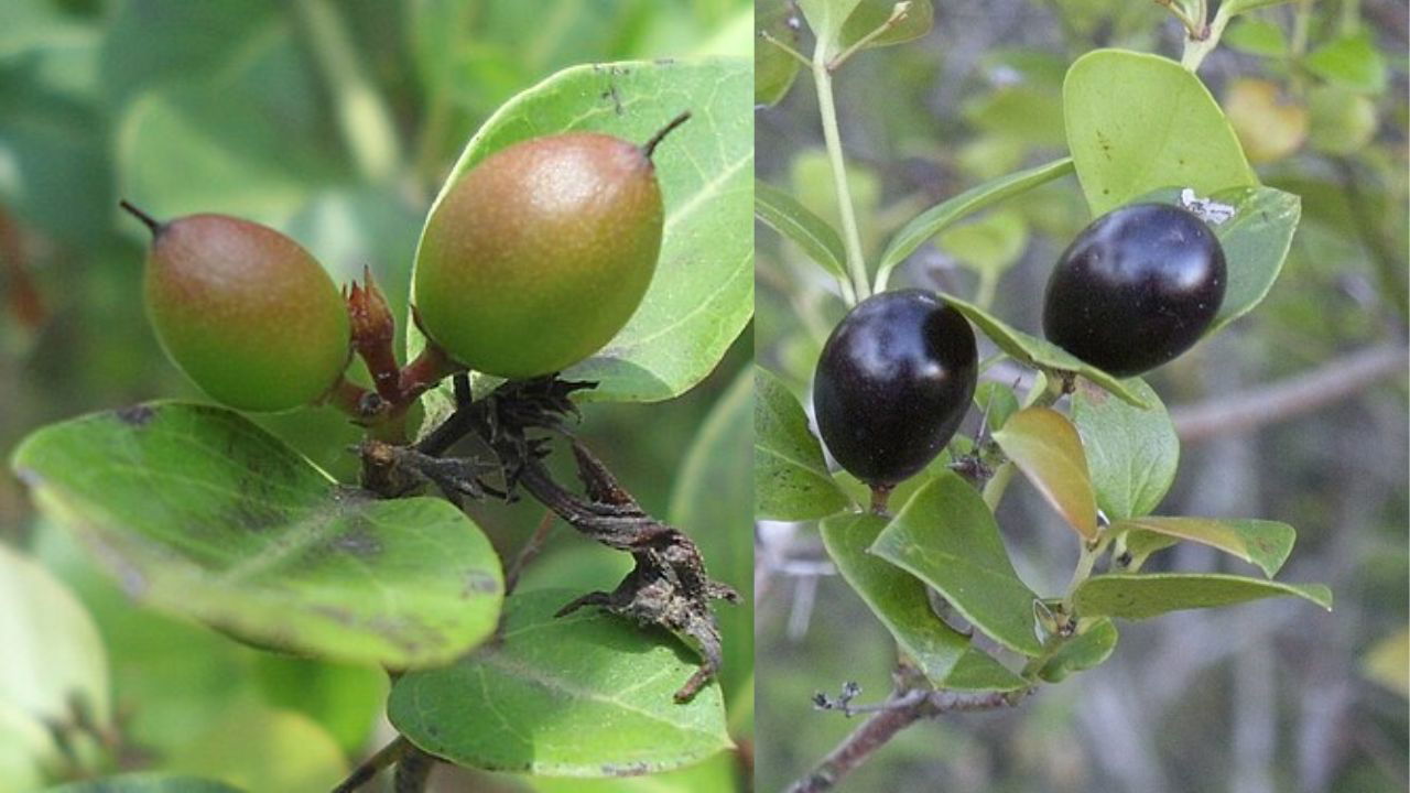 Conkerberry is a natural blessing for fencing and it's dense, thorny nature makes it a wonderful live fence against stray goats, cattle, and even wild animals. (Representational image source: wikipedia),