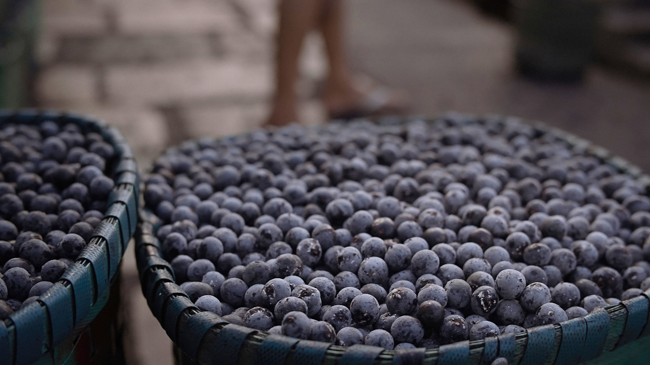 Acai berries , a nutrient-rich gem from the Amazon rainforest, now celebrated worldwide as a powerful superfood. (Image source: Canva)