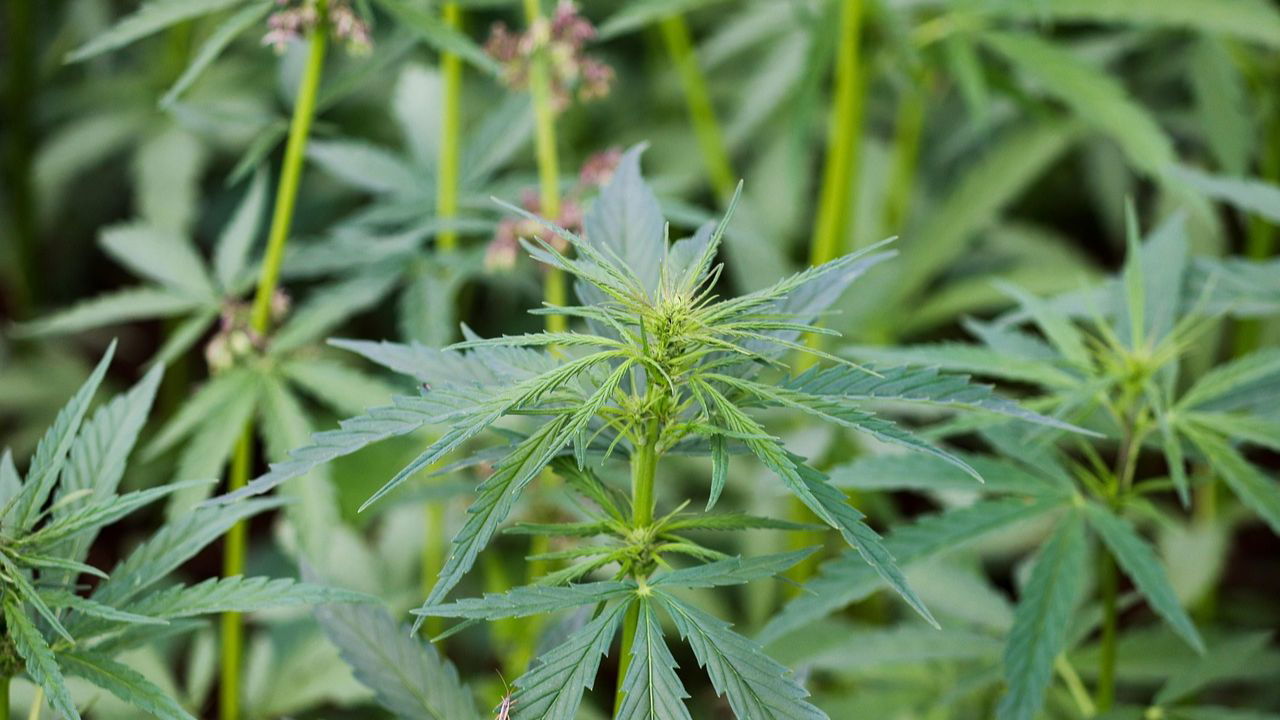 While rice and wheat require ample water and leave the soil dry, hemp requires less water, replenishes the soil. (Representational image source: Pixabay)