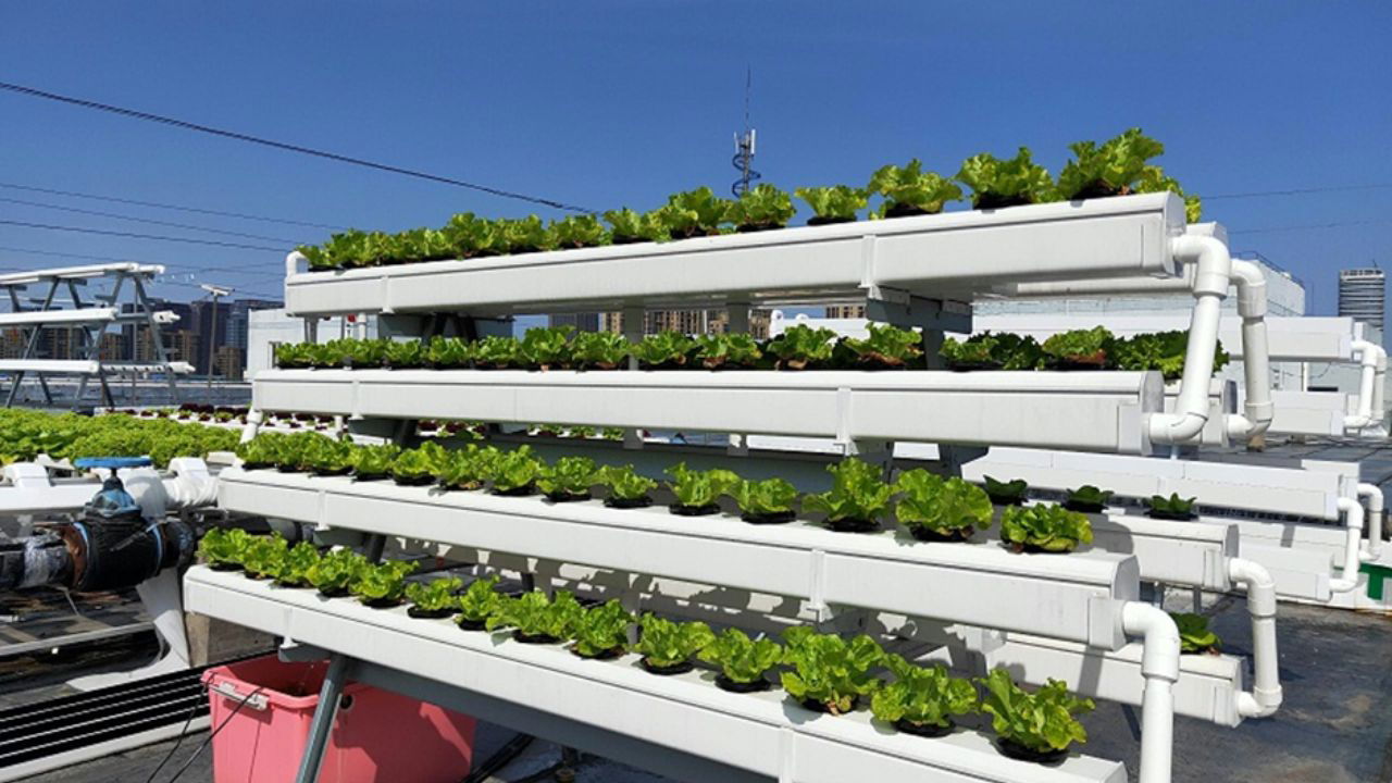 Miilkiia’s hydroponic starter kit brings fresh herbs to your space