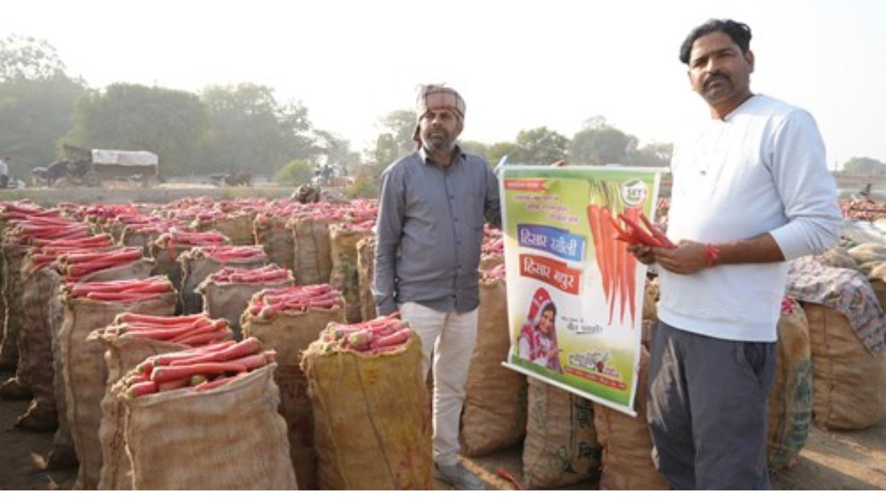 Farmers across North India prefer Hisar Rasili for its high yield, smooth texture, uniform shape, and market acceptability. (Image source: Shakti Vardhak Hybrid Seeds)