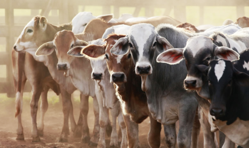 Cattle