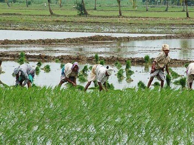 farmer