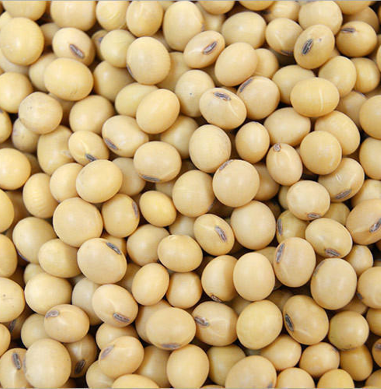 Soybean