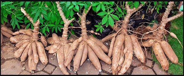Cassava Tubers