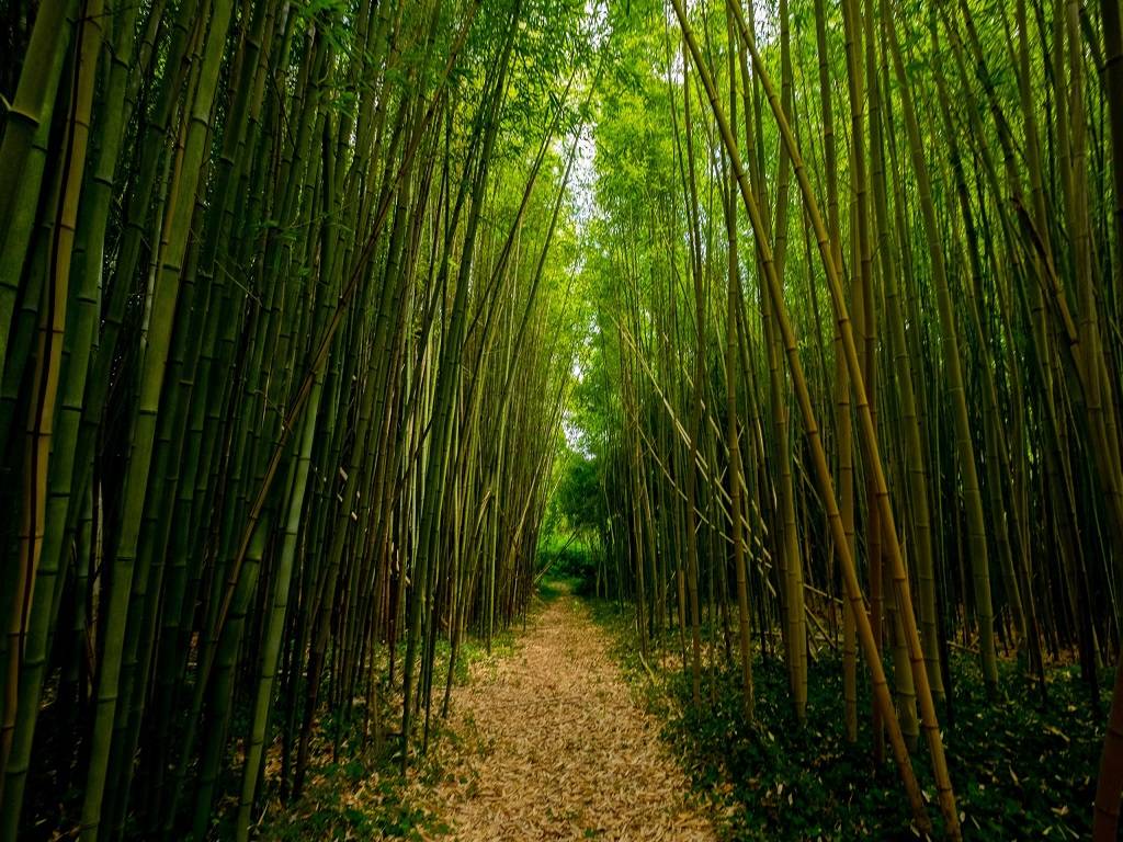Bamboo Farming