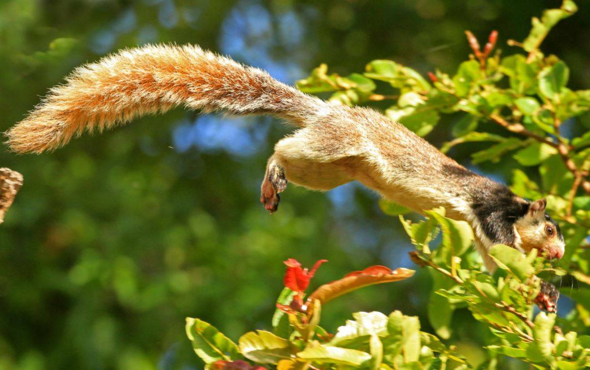 Grizzled Giant Squirrel