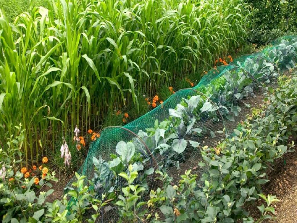 Check plants regularly and water them if the soil is dry.