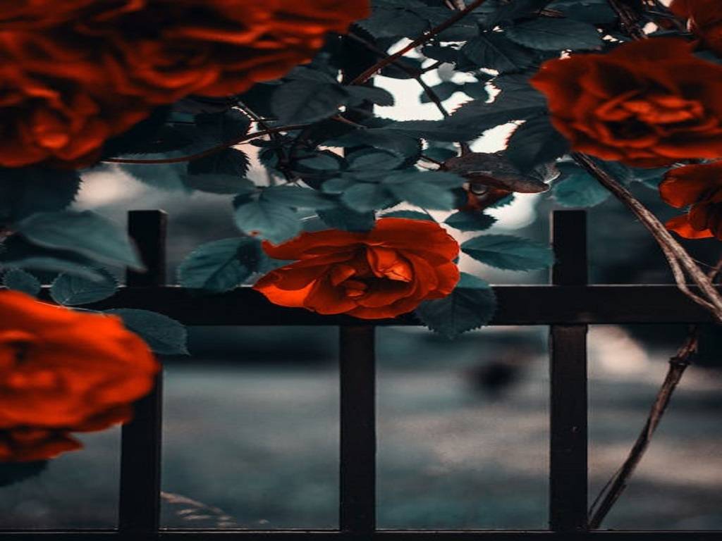Rose flower regarded as the finest for love and also used as a gift to the Almighty .