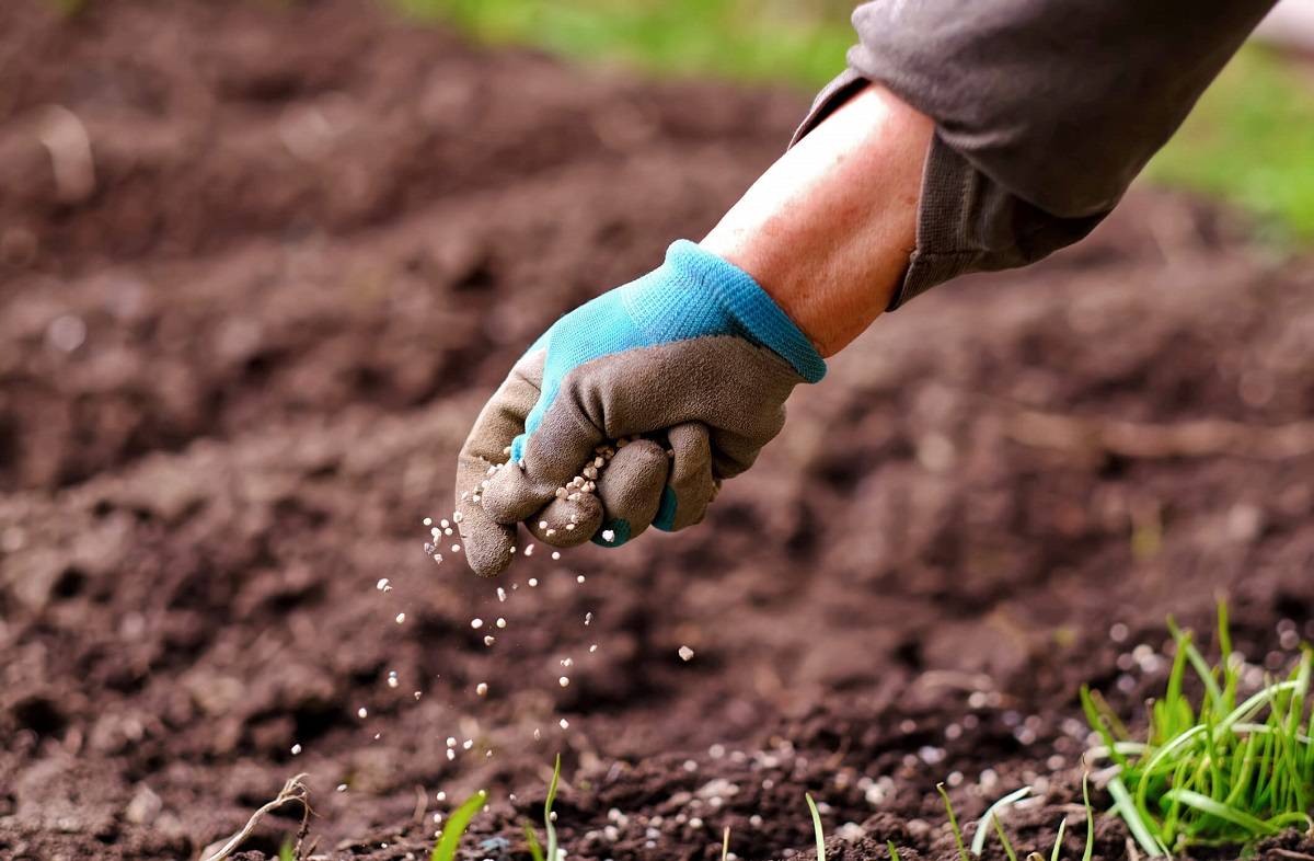 Mulch vs Compost vs Fertiliser: What’s the Difference?