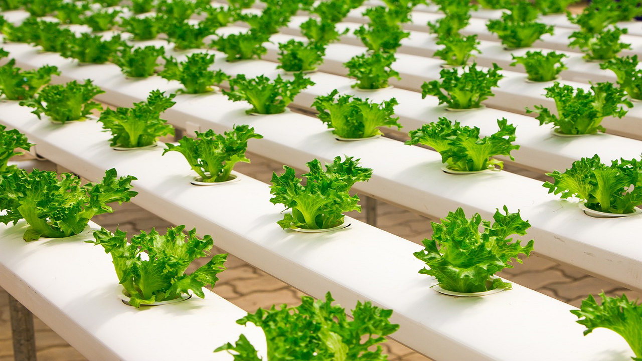 A representative image of organic farming (Photo Courtesy: Pixabay)
