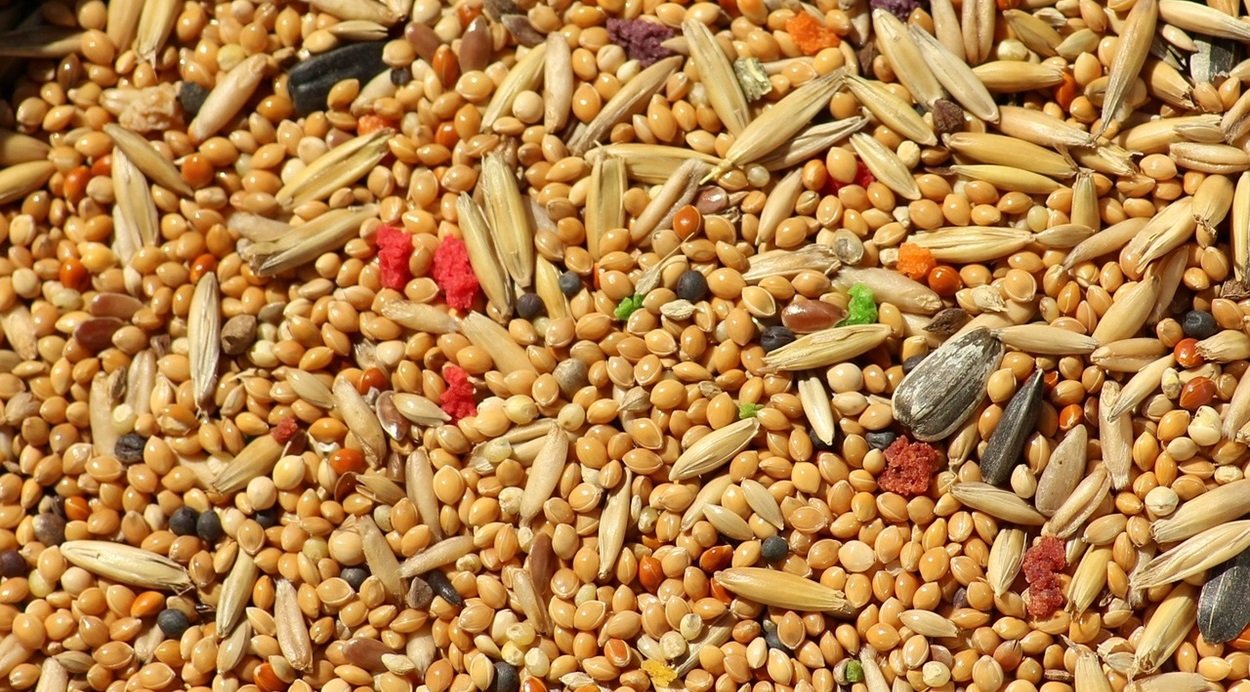 FAO and CIMMYT Partner to Strengthen Climate-Resilient Agrifood Systems (Photo Source: Pixabay)