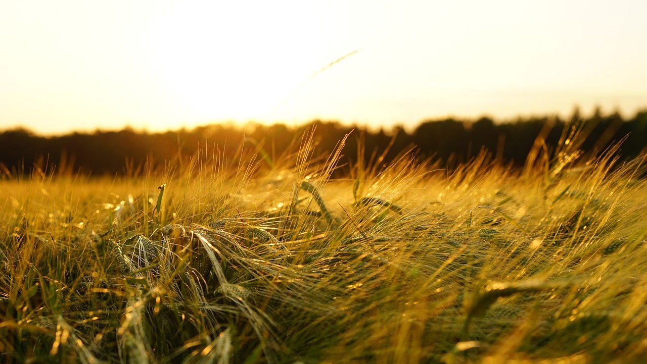 Integrated computer simulation modelling studies predict a significant decline in crop yields if adaptation measures are not adopted (Photo Source: Pixabay)